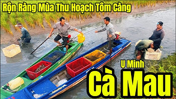 Vào Vụ Thu Hoạch Tôm Càng Xanh Ở U Minh Cà Mau Bội Thu Nhưng Thất Giá l Tập 2 l #video #tomcangxanh 
