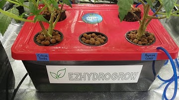 Week 3 clone run. EZHYDROGROW.COM