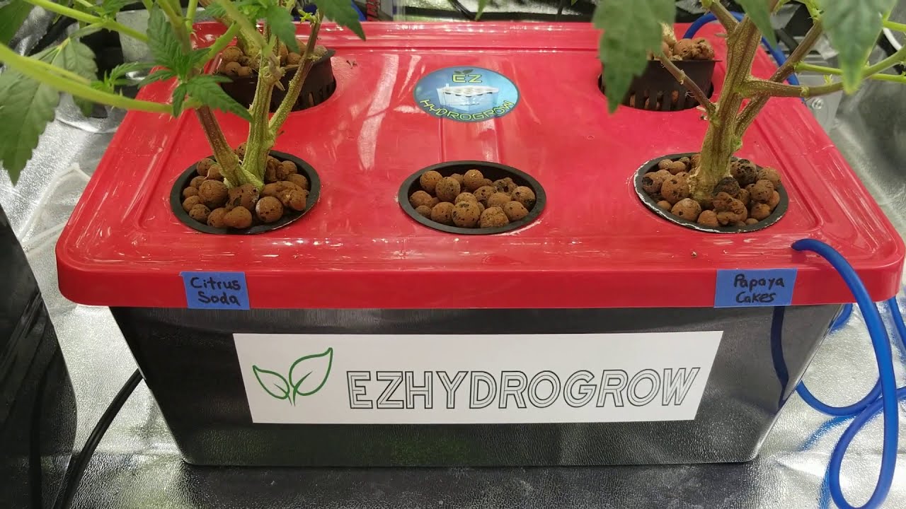 Week 3 clone run. EZHYDROGROW.COM