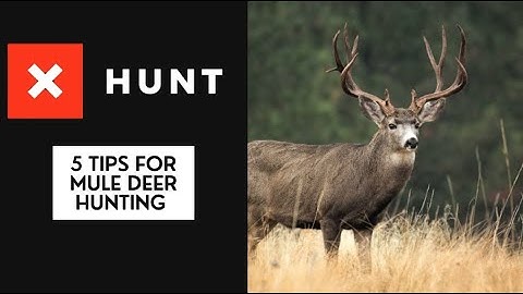 onX Tutorial: 5 Tips for Mule Deer Hunting