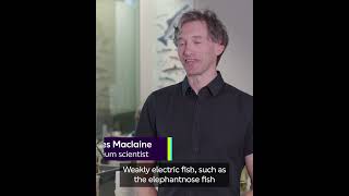The fishes that use electricity to survive #shorts #electricity #fish