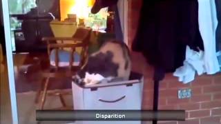 Видео Подборка Приколов с Животными 2015 Видео Подборка Приколов с Животными 2015