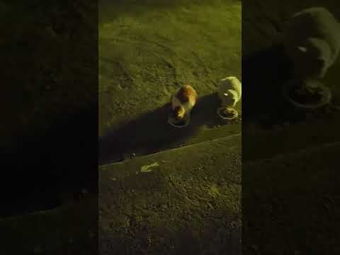 추워도 밥이 맛있는 길냥이들#streetcats