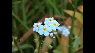 Через гори через скали де терновники росли - Хрест брата - пісня