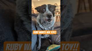 Ruby wants her toy!! #Dog #Dogs #Puppy #Puppies @coyecoberly