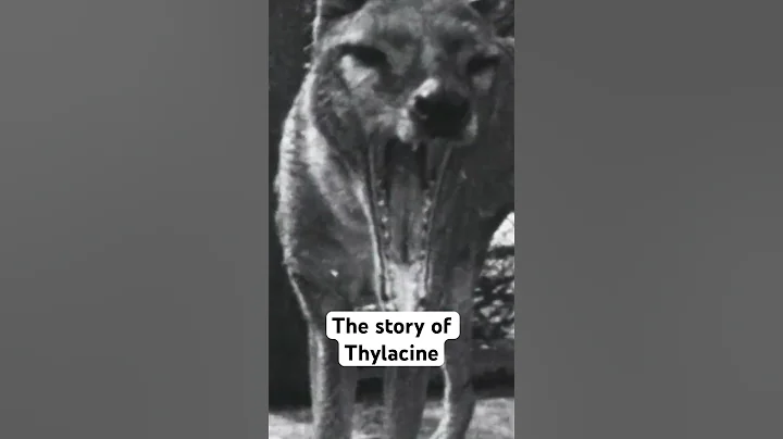 Could This "Extinct" Animal Still be Alive?