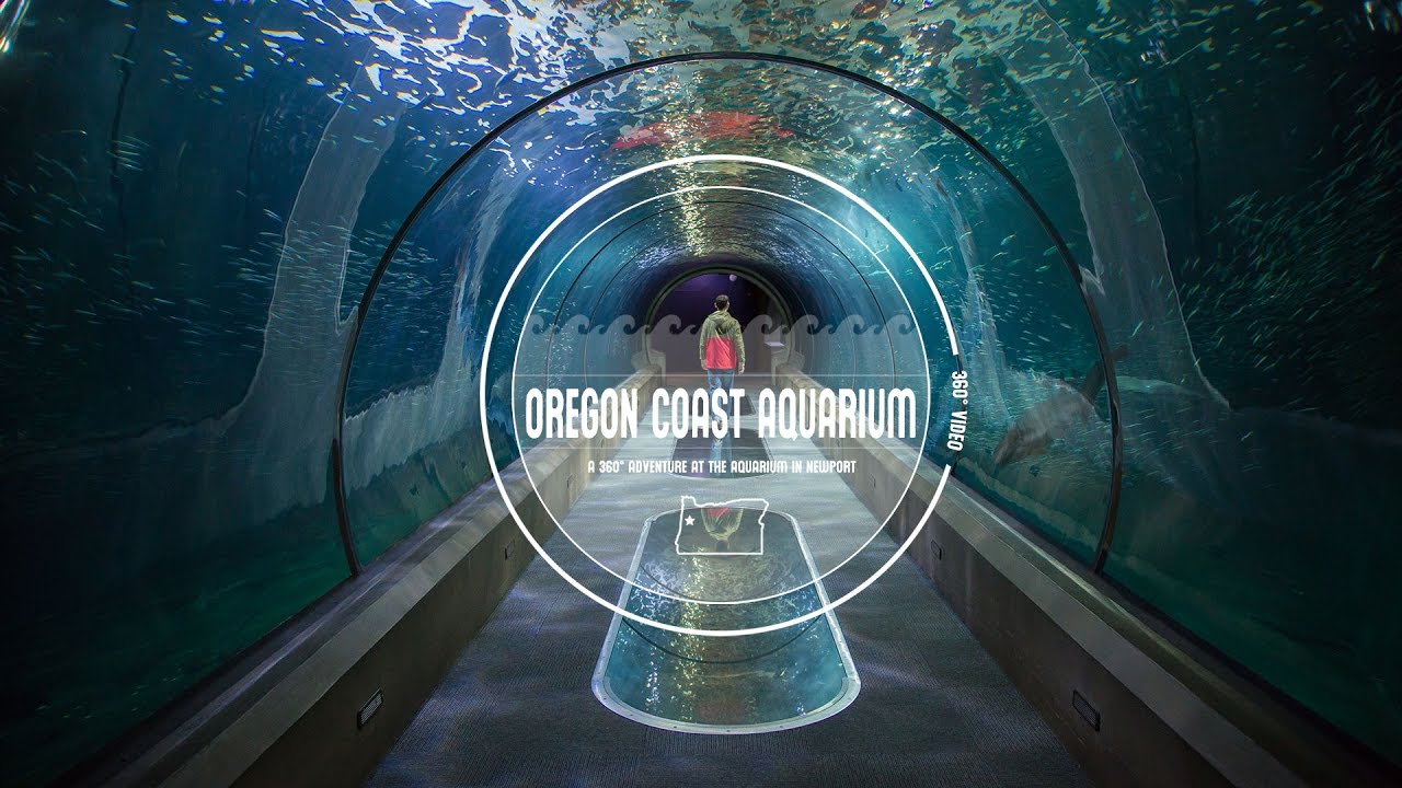 Explore the Oregon Coast Aquarium in 360° Video YouTube