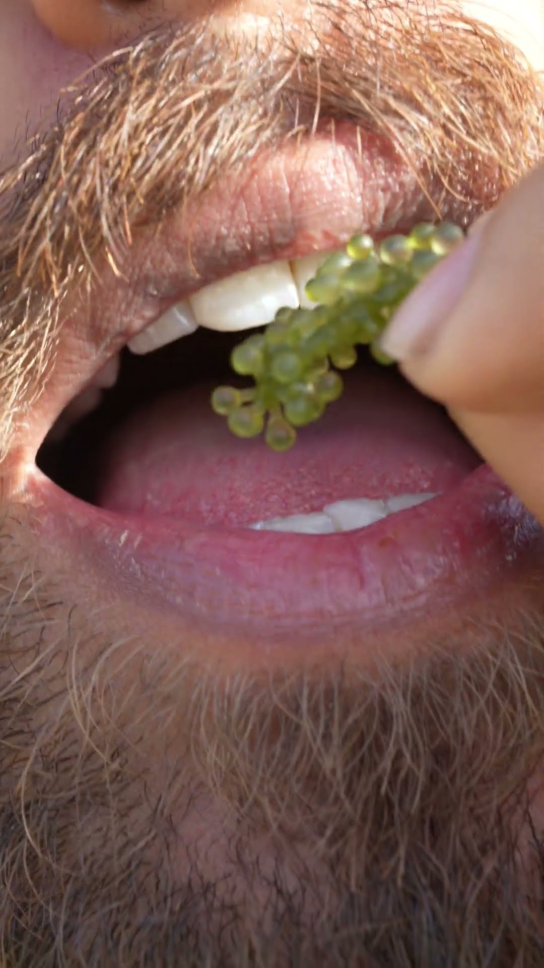 SeaGrapes  Superfood #shorts #bluebox