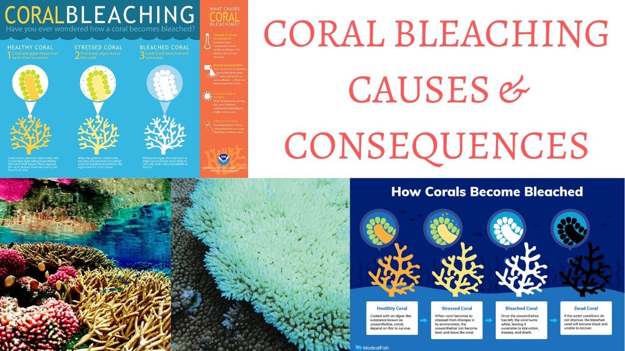 Coral Bleaching - Causes, Consequences & How to Prevent It - YouTube