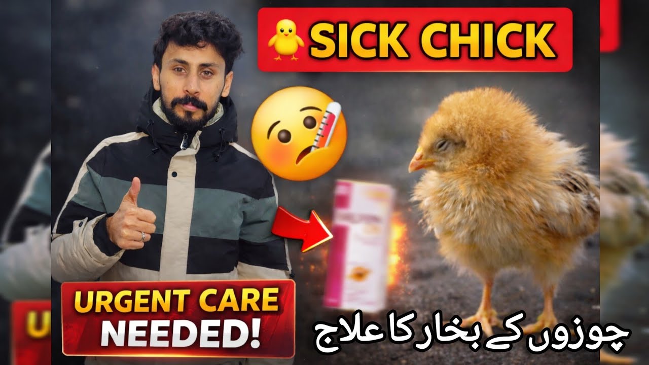 Treatment of Fever in Chicks 🤒 | Chuzo Ma Bukhar Ka Asaan & Safe Ilaj | FN Loft