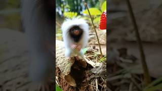 Yuki Loves Strawberries