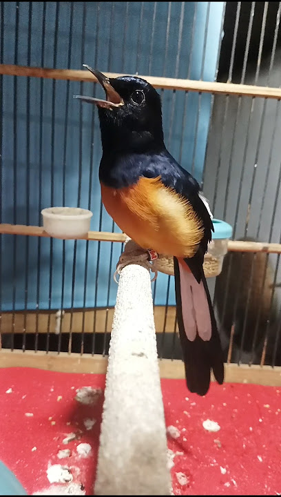 Kicauan murai pastol umur 5 bln cepat pancing murai saut - sautan gacor#kicauanmurai#Shorts