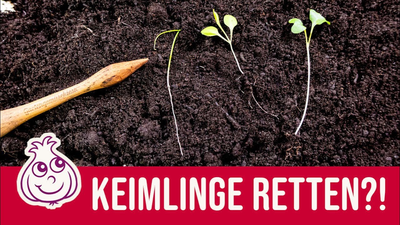 So retten wir die Aussaaten im Januar!