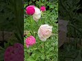 #flowers #brings #happiness