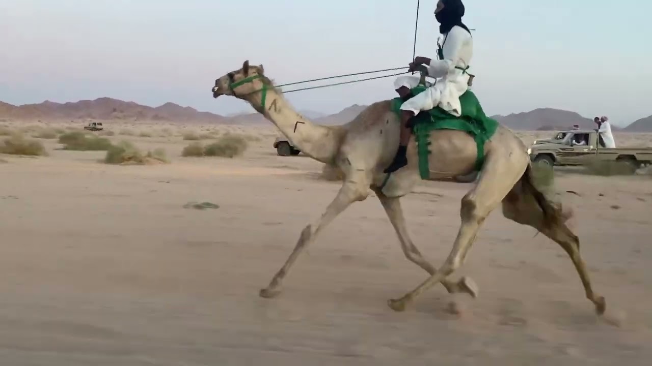 سباق وادي حقيل ١٤٤٣/١٢/١٢هـ