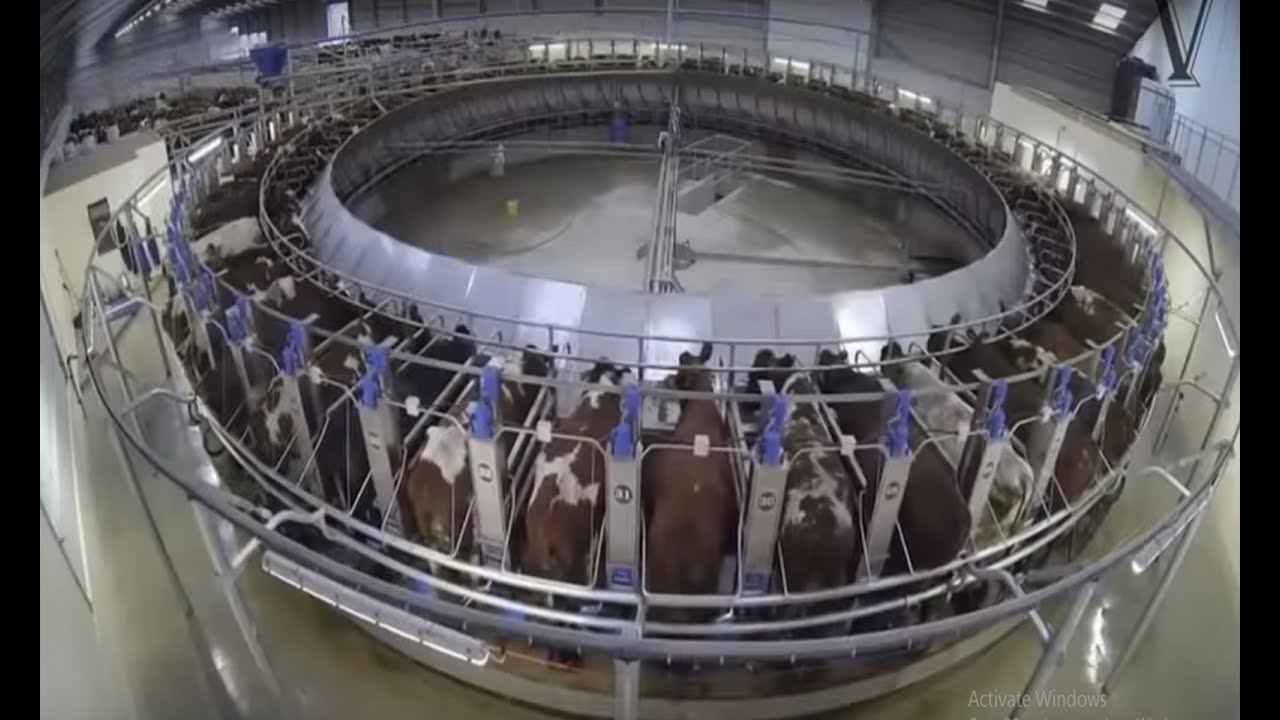 Everybody should watch this cow farm Glenapp Farm Ayrshire Dairy Cow