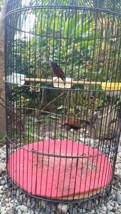 Kolibri Ninja isian pleci cing wit wit