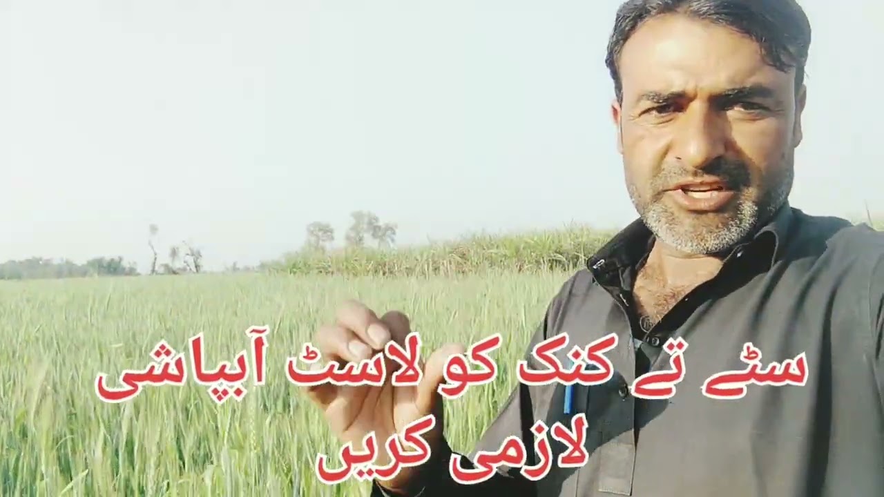 سٹے تے کنک کو لاسٹ آبپاشی لازمی کریں #punjab #cultur #viral #facebook #trend #shorts #reels #farming
