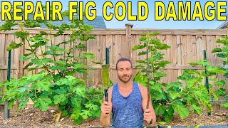 How To Prune Cold Damaged Fig Tree Espalier Cordons