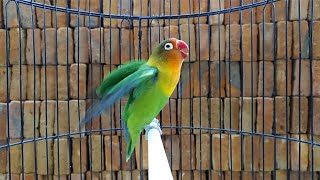 Suara burung Lovebird memanggil lawan di iringi ngekek,cocok memancing labet agar Ngekek