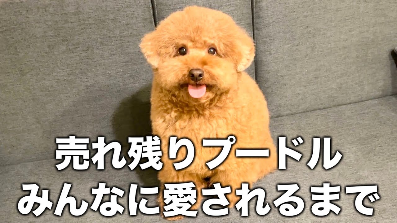 【ありがとう】売れ残りプードルがみんなに愛されるまでの軌跡。