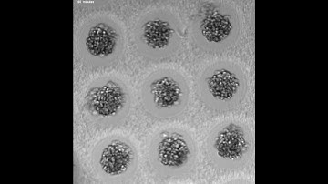 Reproducible spheroid formation 2 - hydrogel wells using PRIMO