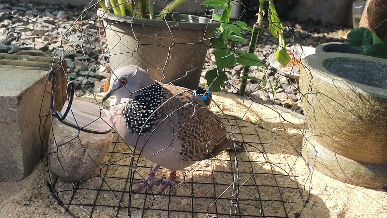 ចូលសាលារៀនបាន៣ខែ Having just started school for 3 months