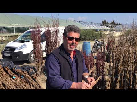 Βίντεο: Marjorie's Seedling Plums: Μάθετε για το Marjorie's Seedling Tree Care