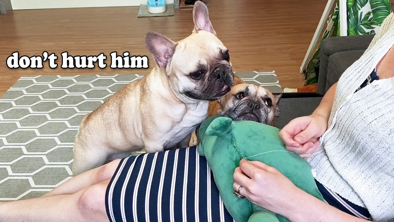Repairing My French Bulldog's Favorite Toy | VERY WORRIED DOGGOS 😟