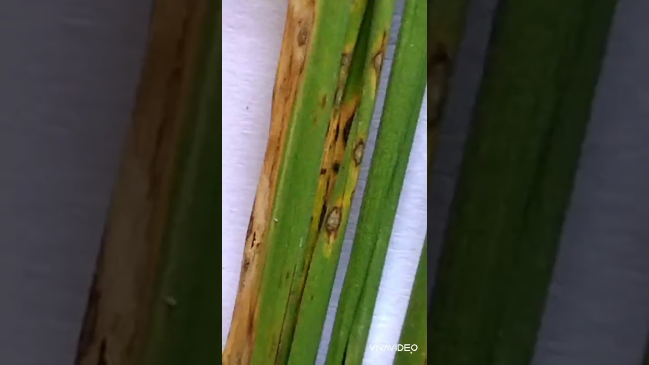 طاعون الأرز يدمر الإنتاج بالكامل افحص حقلق بسرعه وقاوم مرض اللفحه المحصول هيضيع منك