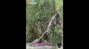 Báo đi uống nước tí nữa là mất mạng bởi cá sấu