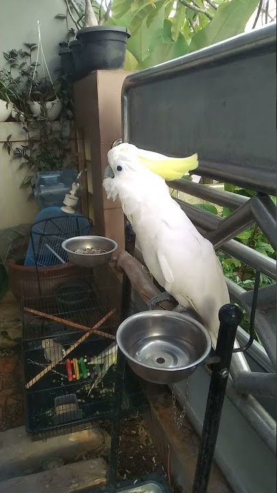 Burung kakak tua suara ayam mau nelor 🤭