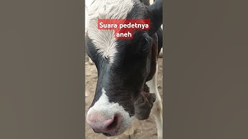Suara sapi suara moo#sapi #funny #animals #cuteanimal #suarasapi #sapilucu #sapiperah #sapijoget