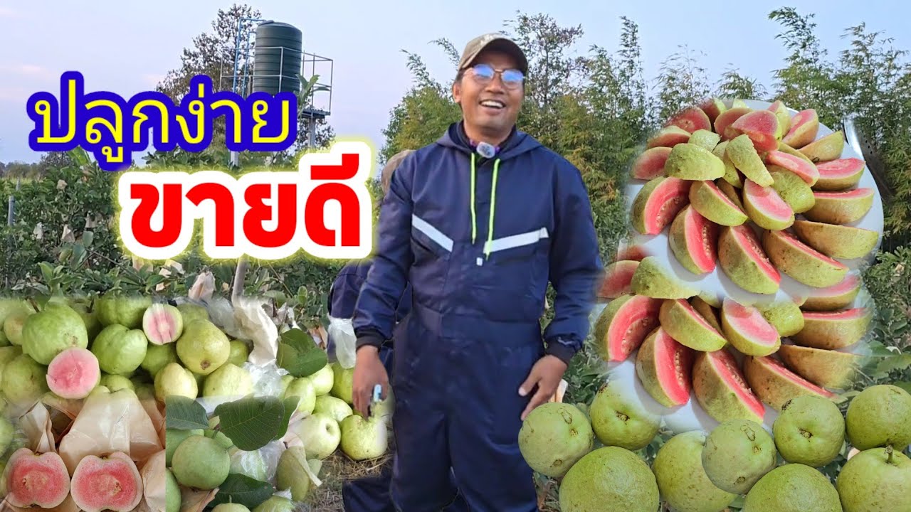ปลูก​ง่าย​ สร้าง​รายได้​ไวๆ​งาม​ ๆข้ามปี