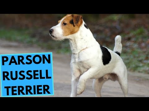Vídeo: Parson Russell Terrier Dog Breed Hypoallergenic, Health And Life Span