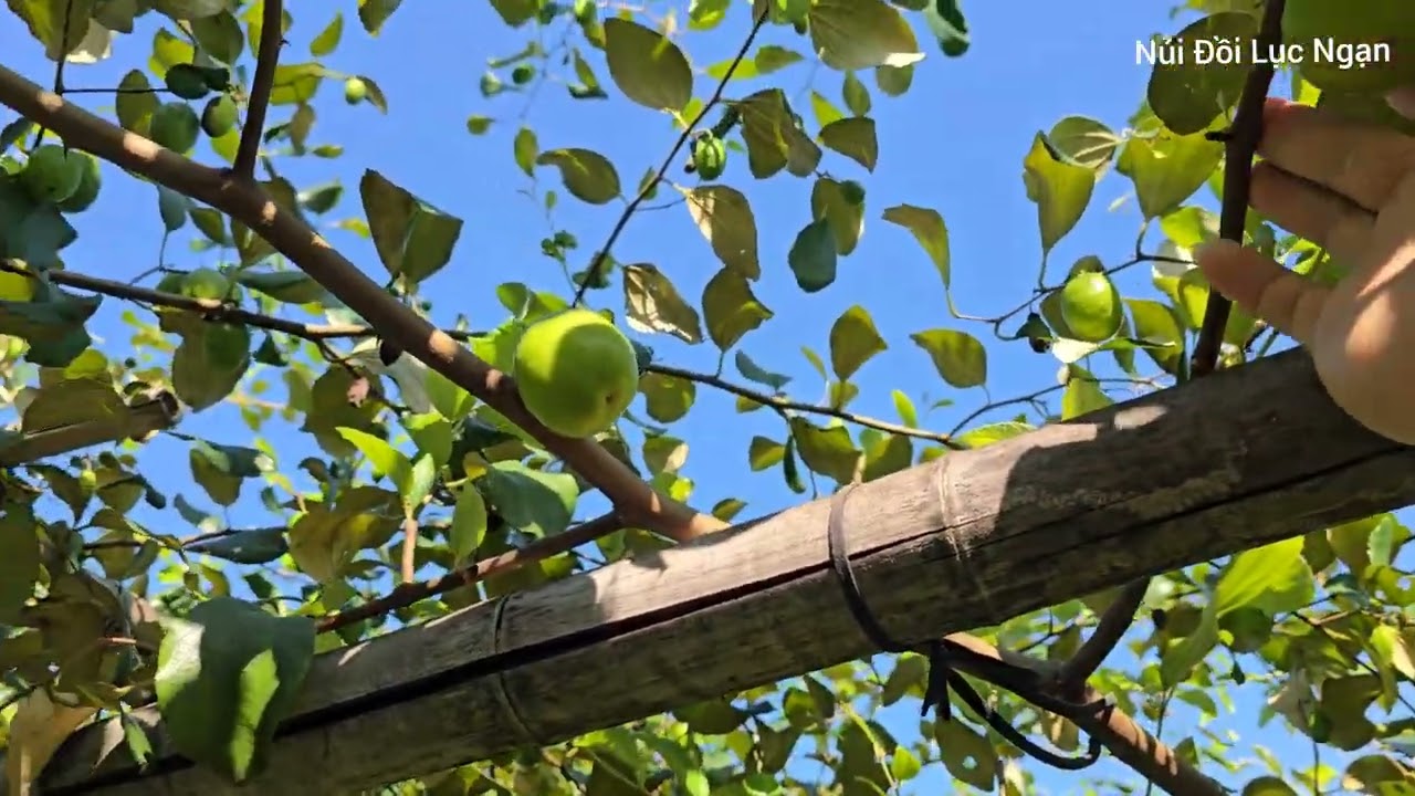 TÁO ĐÀI LOAN RỤNG NHIỀU NHÀ VƯỜN SỐT RUỘT I NÚI ĐỒI LỤC NGẠN