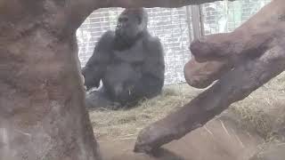 Gorillas at the National Zoo