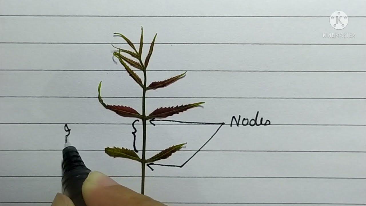 nodes-and-internodes-biology-bubble-difference-between-nodes-and