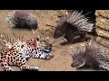 Top 10 Animals Died Tragically When It Tried To Attack The Porcupine - Leopard, Lion, Cheetah