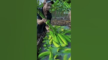 The process of separating bananas from the stalk #satisfying #shorts #AgriculturalInnovation