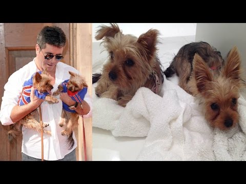 Simon Cowell Dogs and Pets - Simon Cowell's Net Worth 2018