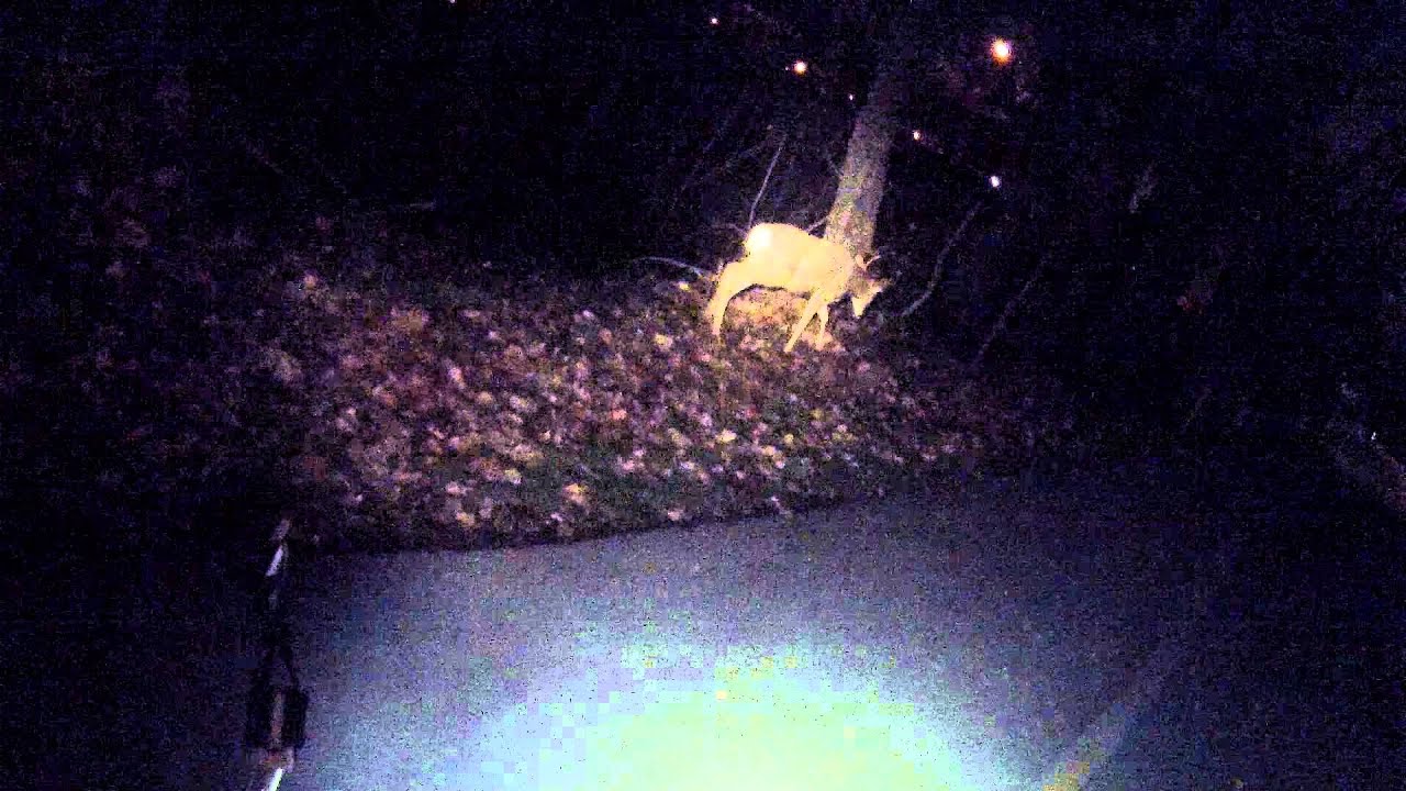 camera iphone 8 plus apk One year old mule deer