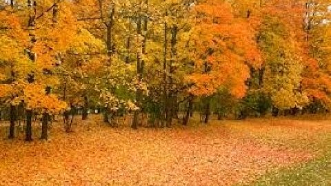 Tree Identification for Kids - Sugar vs Red Maple