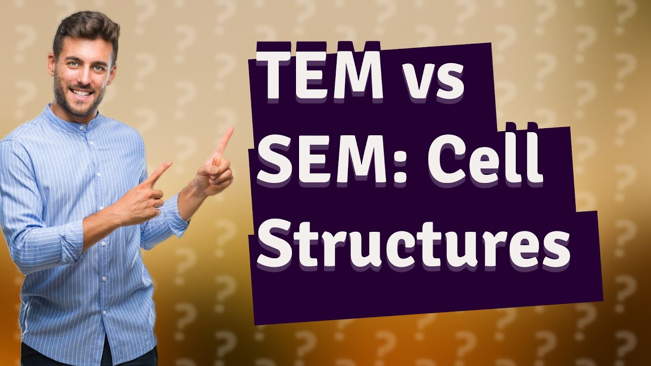 How Do Transmission and Scanning Electron Microscopes Compare in