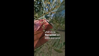 ¡ASÍ VA LA FLORACIÓN EN ESTA PARCELA!