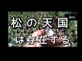 【ミニ盆栽】　松の天国は、存在します。【まるなかBONSAI】#盆栽　#ミニ盆栽　　　　#bonsai　#超ミニ盆栽　#豆盆栽　#手のり盆栽　#小盆栽