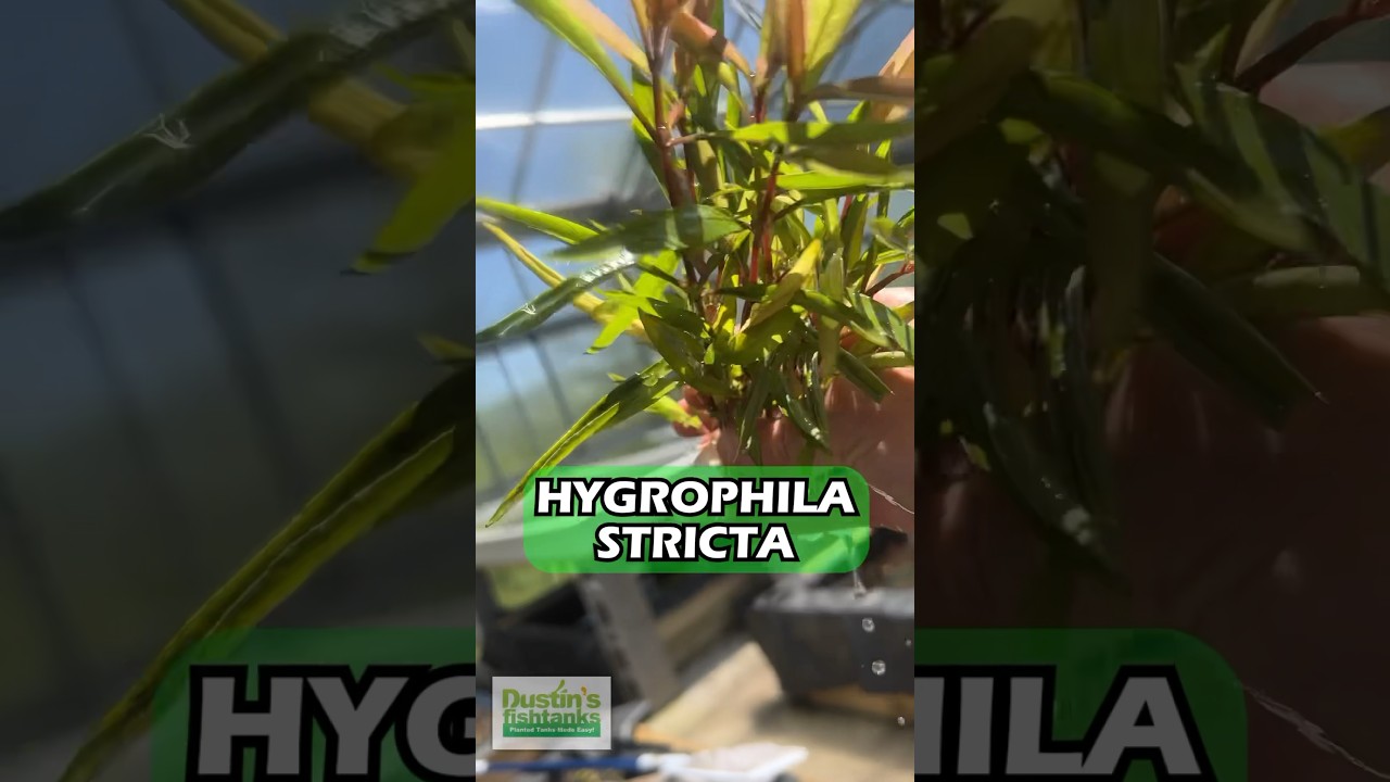 HYGROPHILA STRICTA RED STEM UNIQUE AQUARIUM PLANT FOR SALE