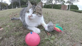 お気に入りのオモチャが壊れた時の猫の反応