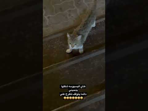 عنجد ابنحكي ما كدب