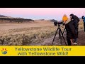 Yellowstone Wildlife Tour with Yellowstone Wild!